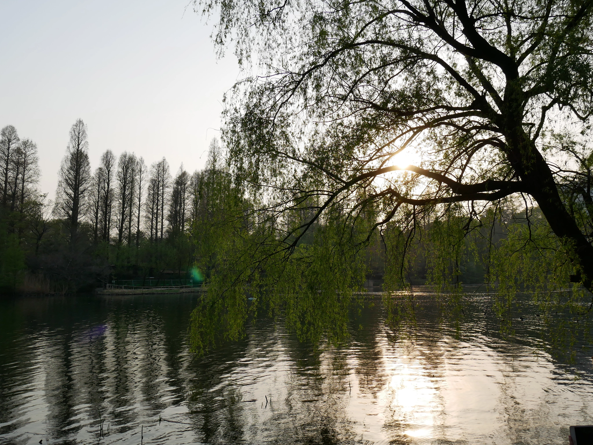 Panasonic Lumix DMC-GX85 (Lumix DMC-GX80 / Lumix DMC-GX7 Mark II) sample photo. Kichijoji park's lake photography