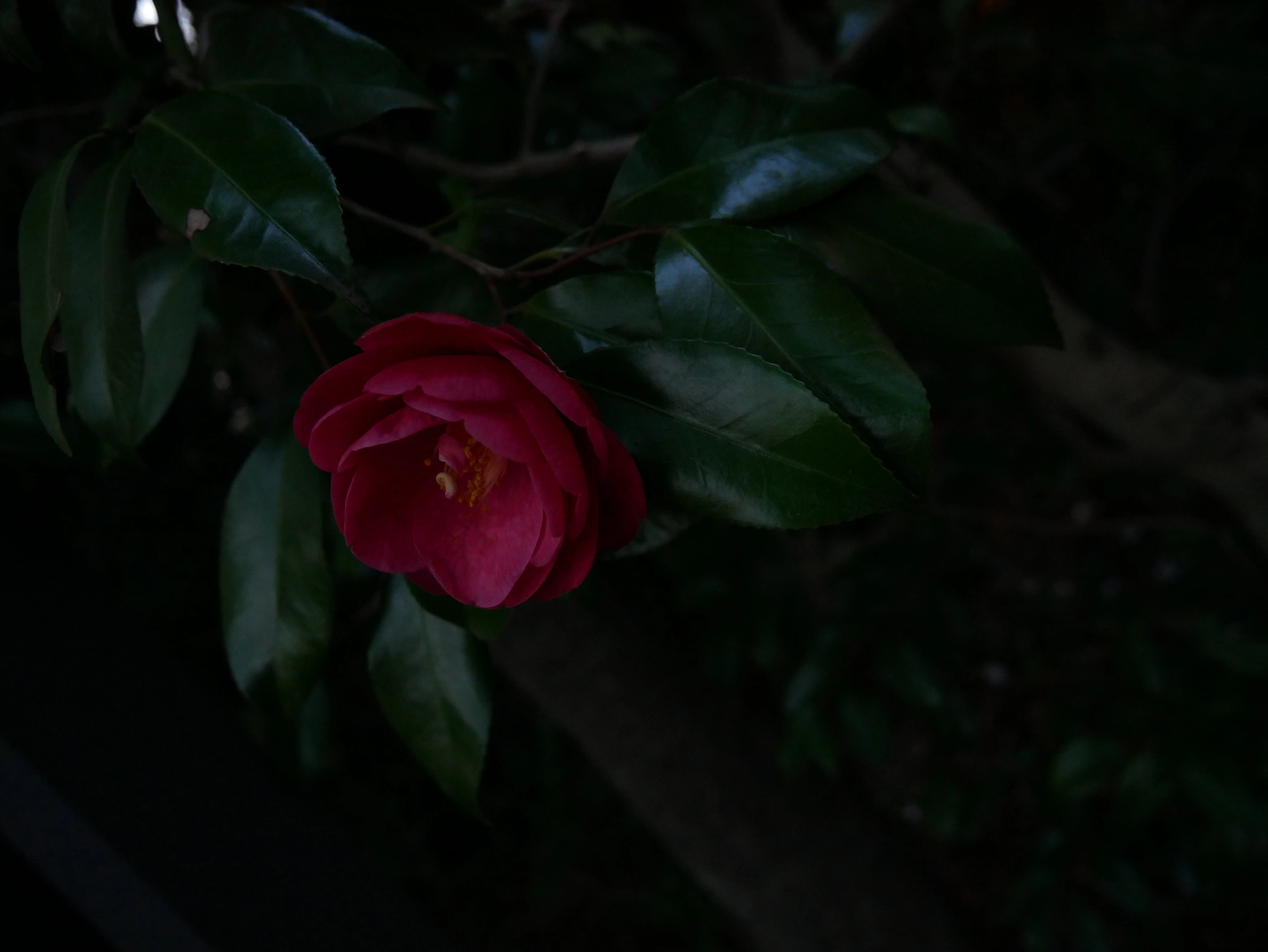 Panasonic Lumix DMC-GX85 (Lumix DMC-GX80 / Lumix DMC-GX7 Mark II) sample photo. Kichijoji park's flower photography