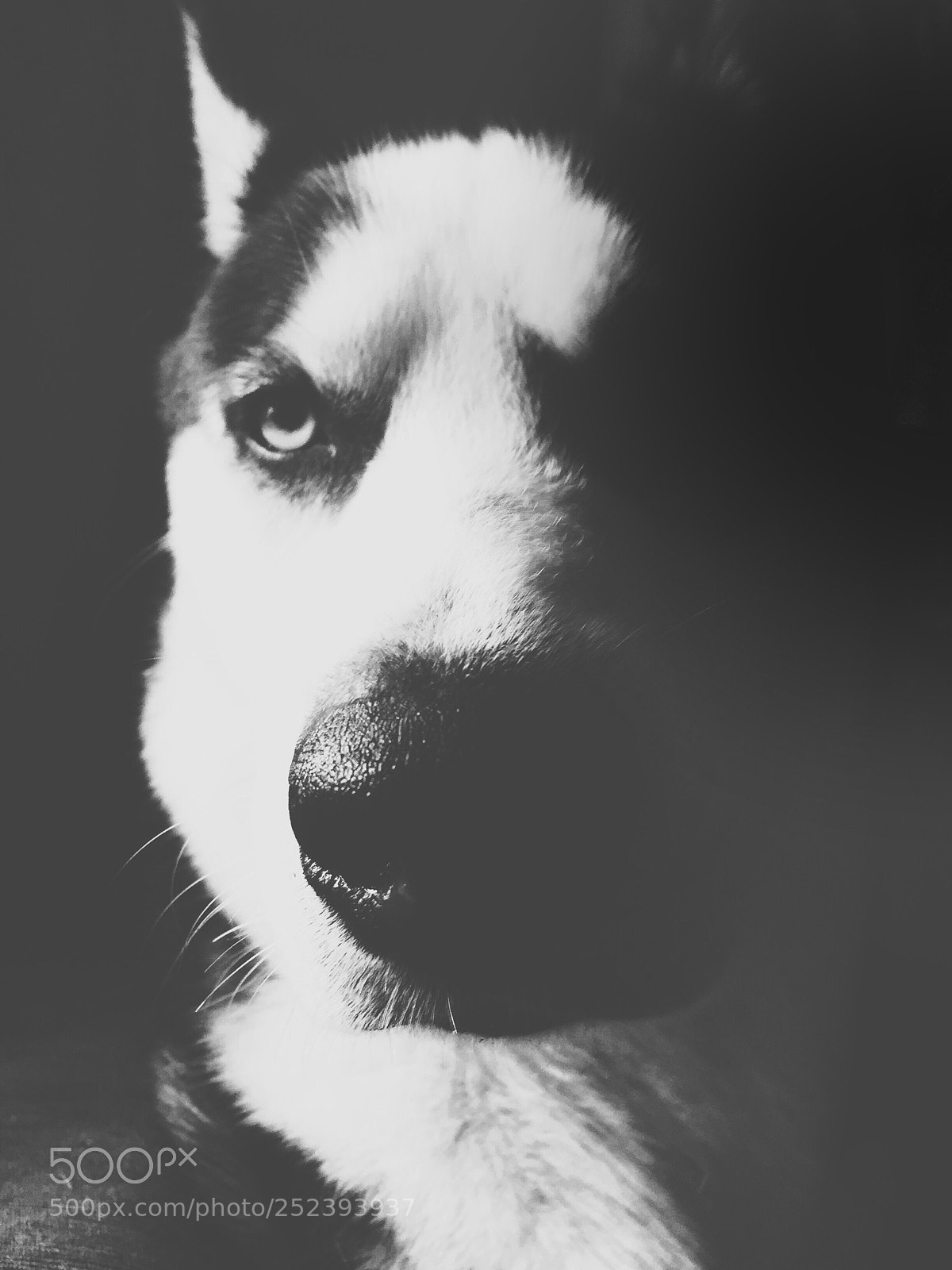 Apple iPhone 6 sample photo. Serious face (siberian husky) photography