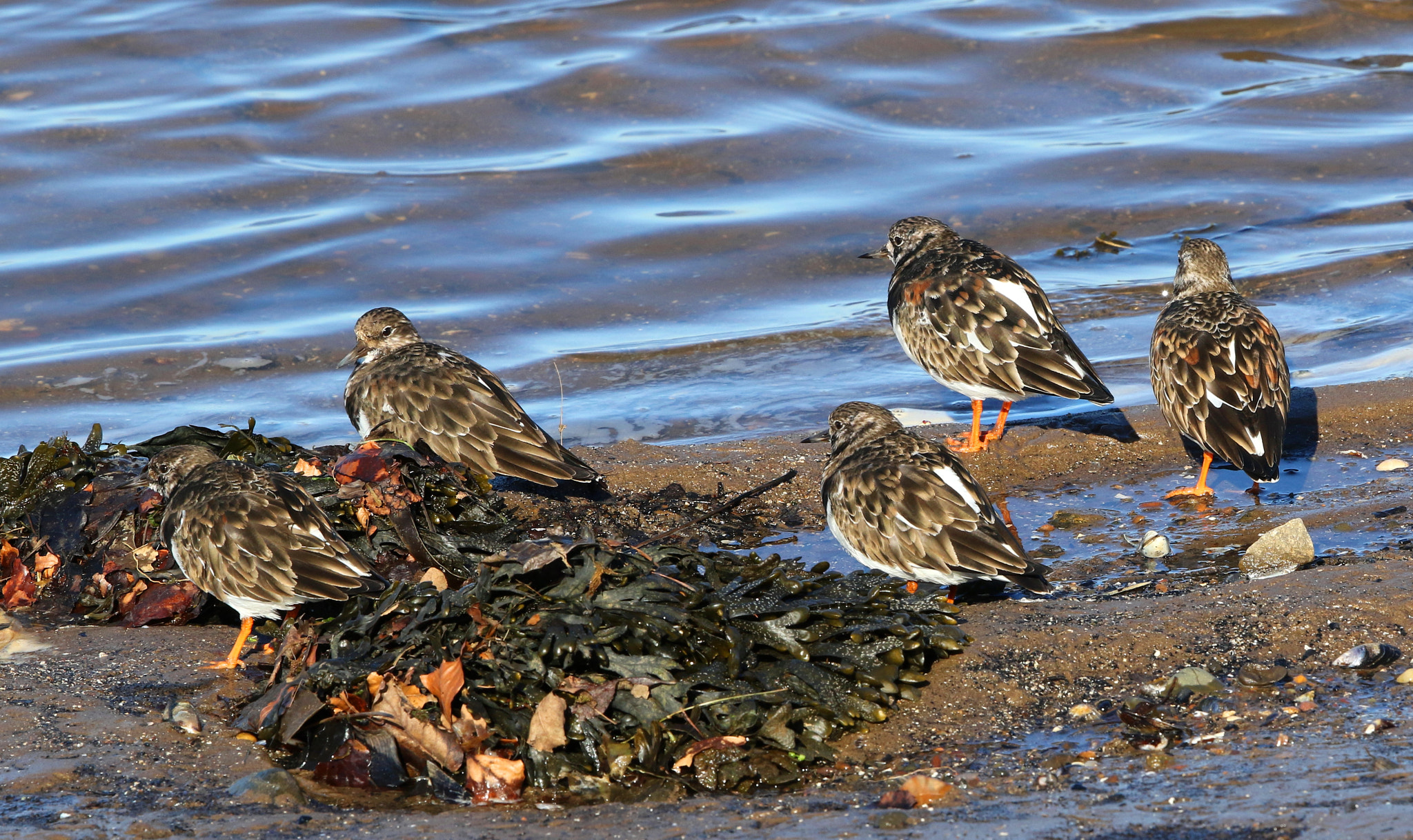 Canon EF 500mm F4L IS II USM sample photo. Turnstone photography