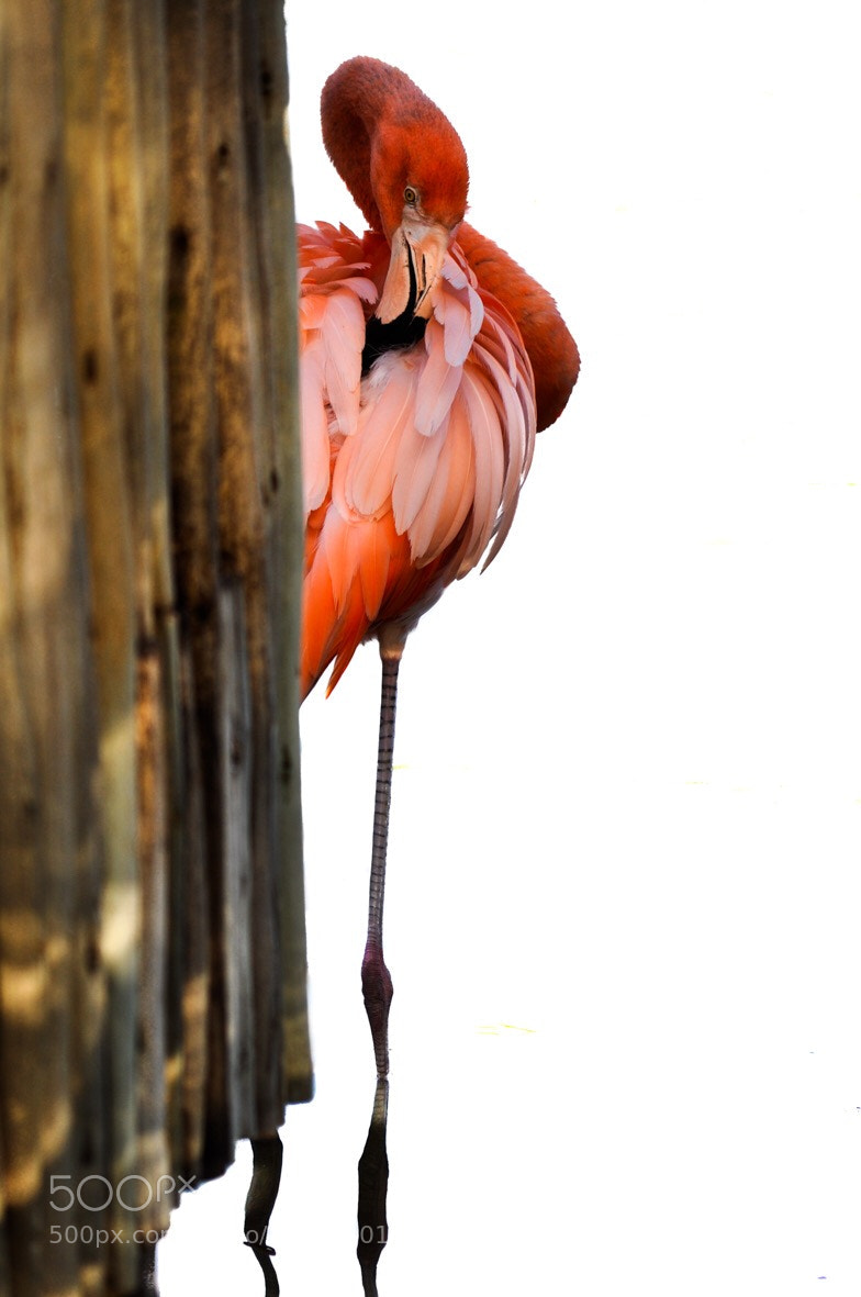 Nikon D5000 sample photo. Flamenco photography