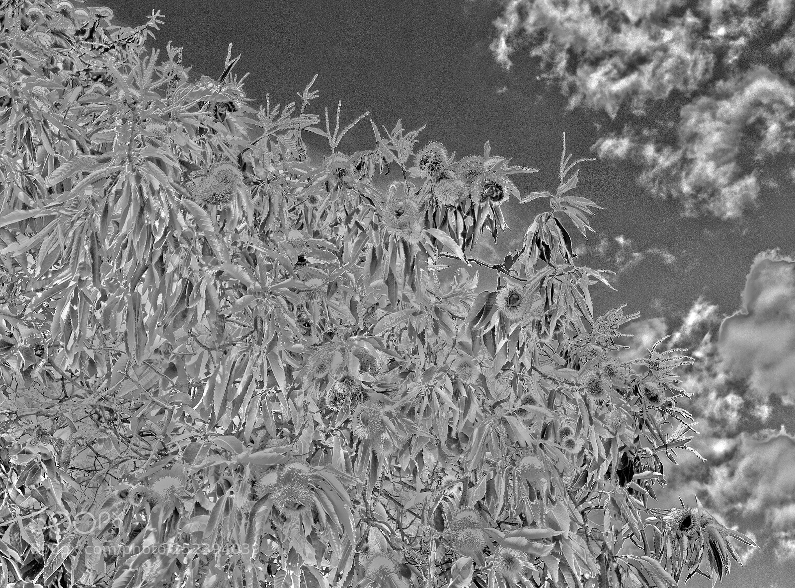 Nikon D7100 sample photo. Chestnuts photography