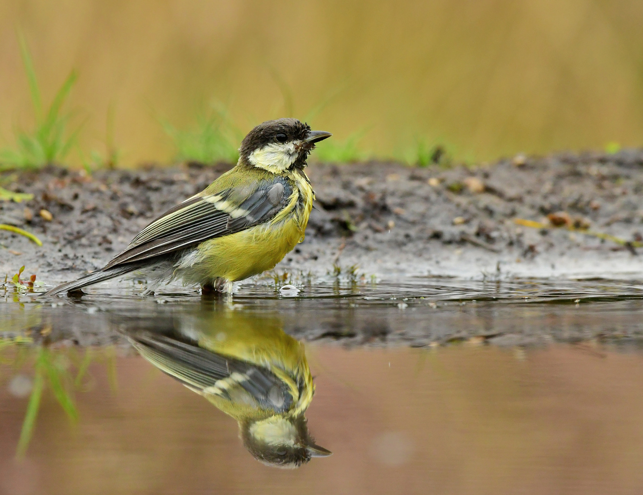 Nikon AF-S Nikkor 500mm F4G ED VR sample photo. Koolmees photography