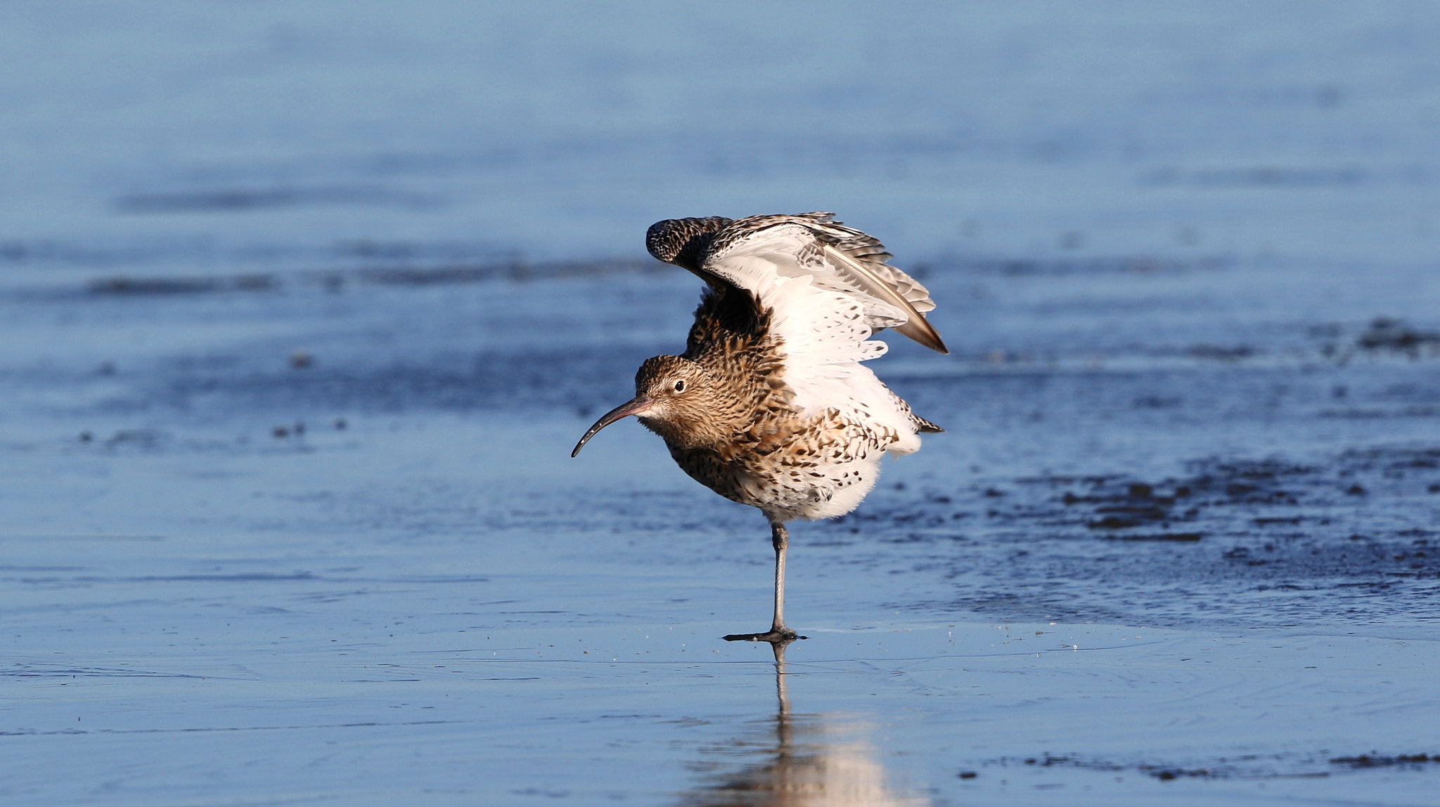 Canon EF 500mm F4L IS II USM sample photo. Curlew photography
