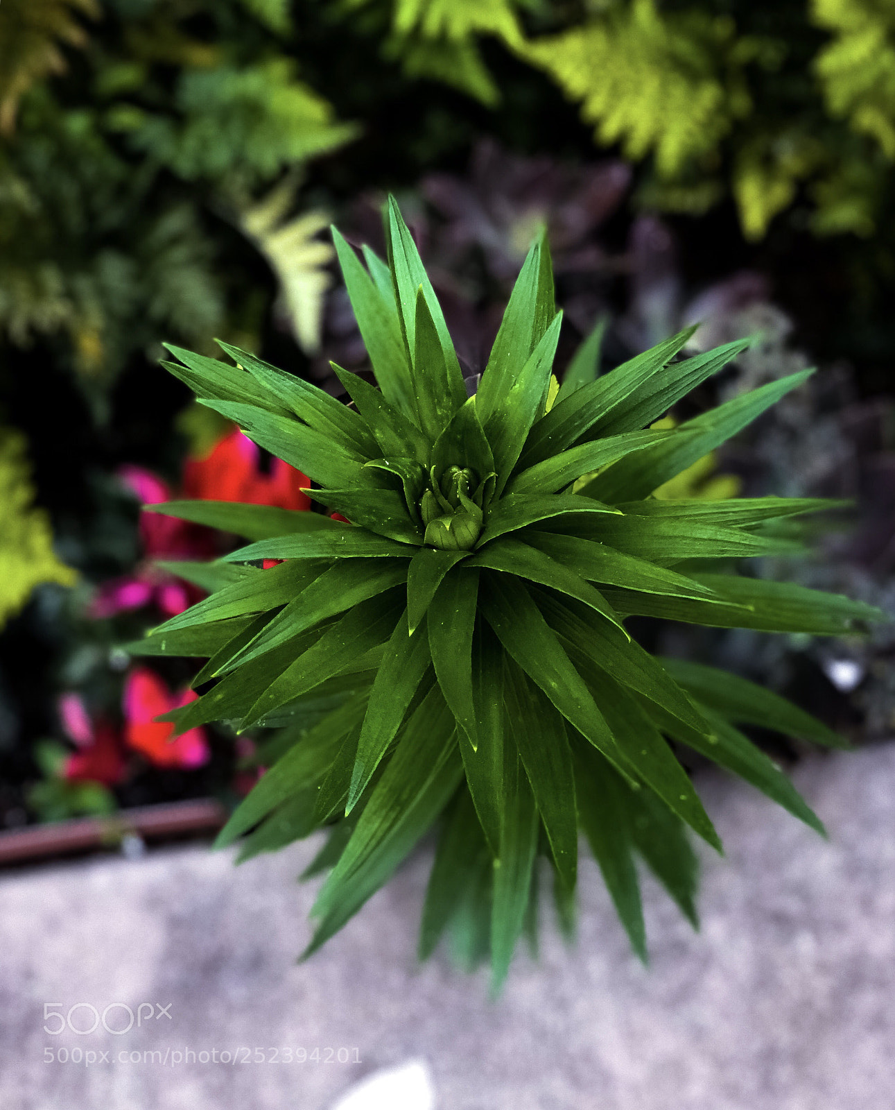 Apple iPhone 8 Plus sample photo. Neighbors garden photography