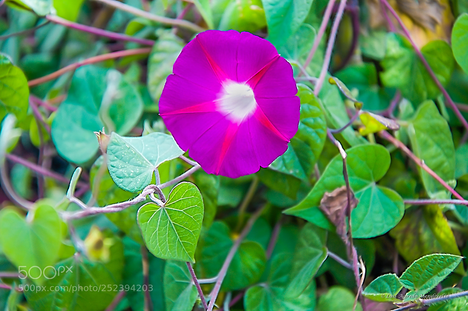 Nikon D90 sample photo. Beautiful garden plant ipomoea photography