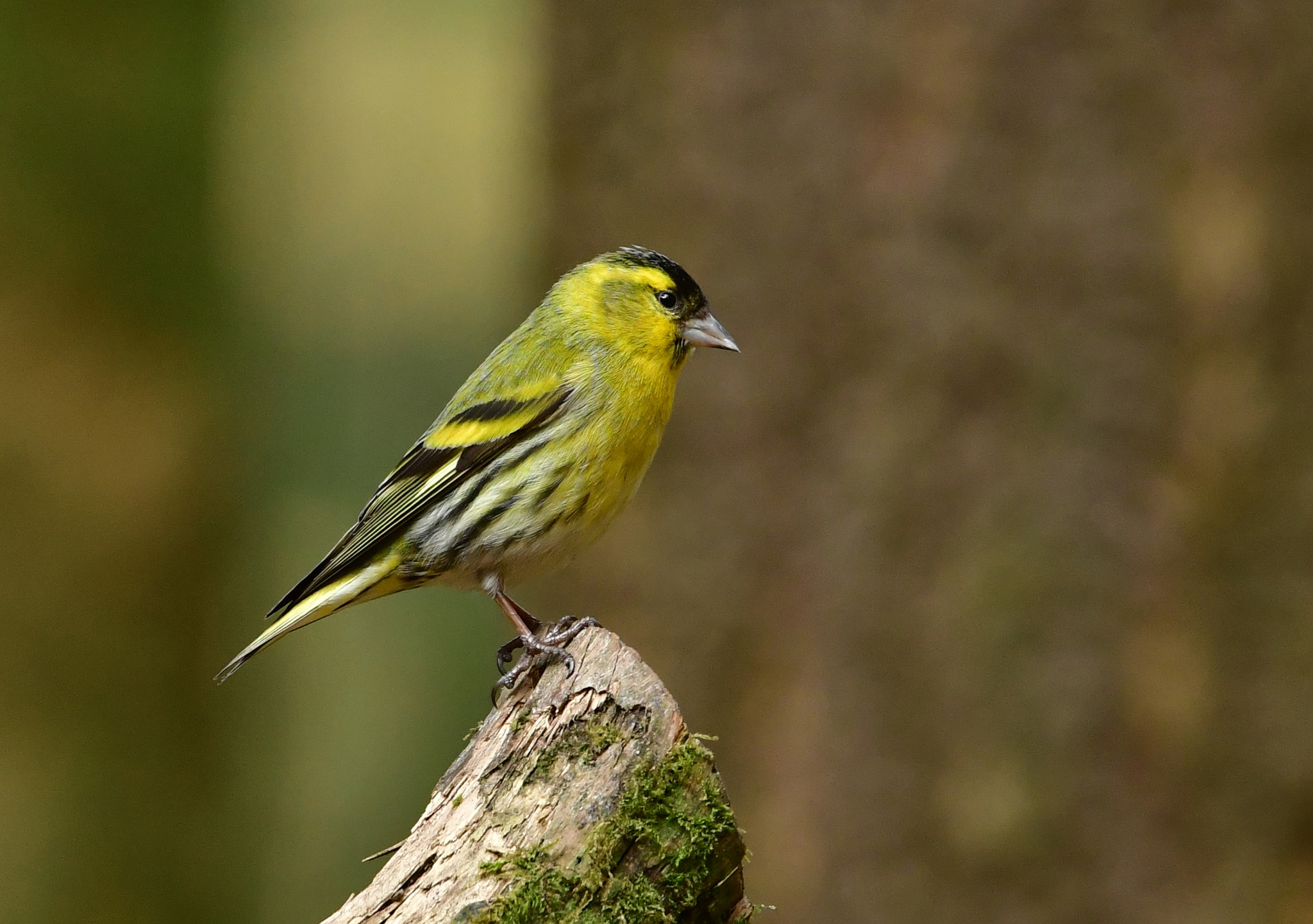 Nikon D500 + Nikon AF-S Nikkor 500mm F4G ED VR sample photo. Sijs photography