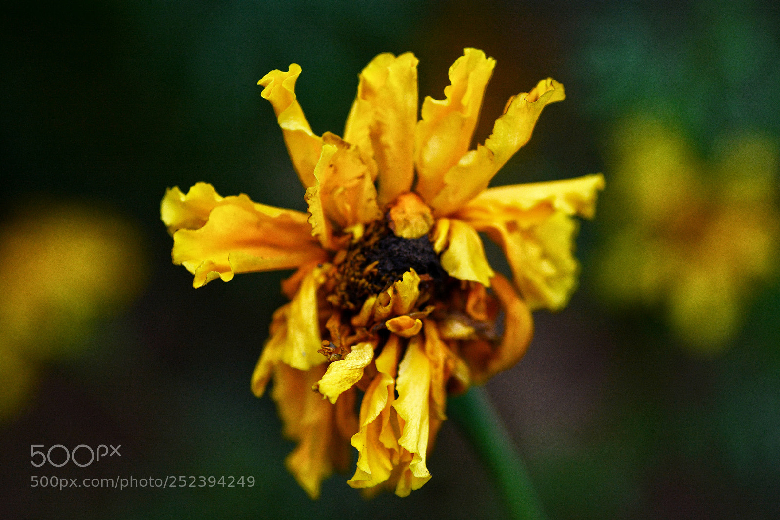 Nikon D7100 sample photo. Cadnc photography