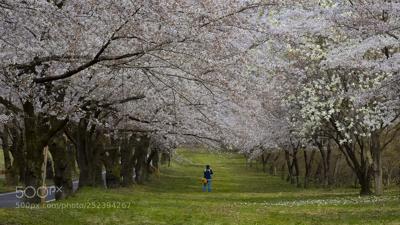 Nikon D750 sample photo. Under cherry blossoms photography