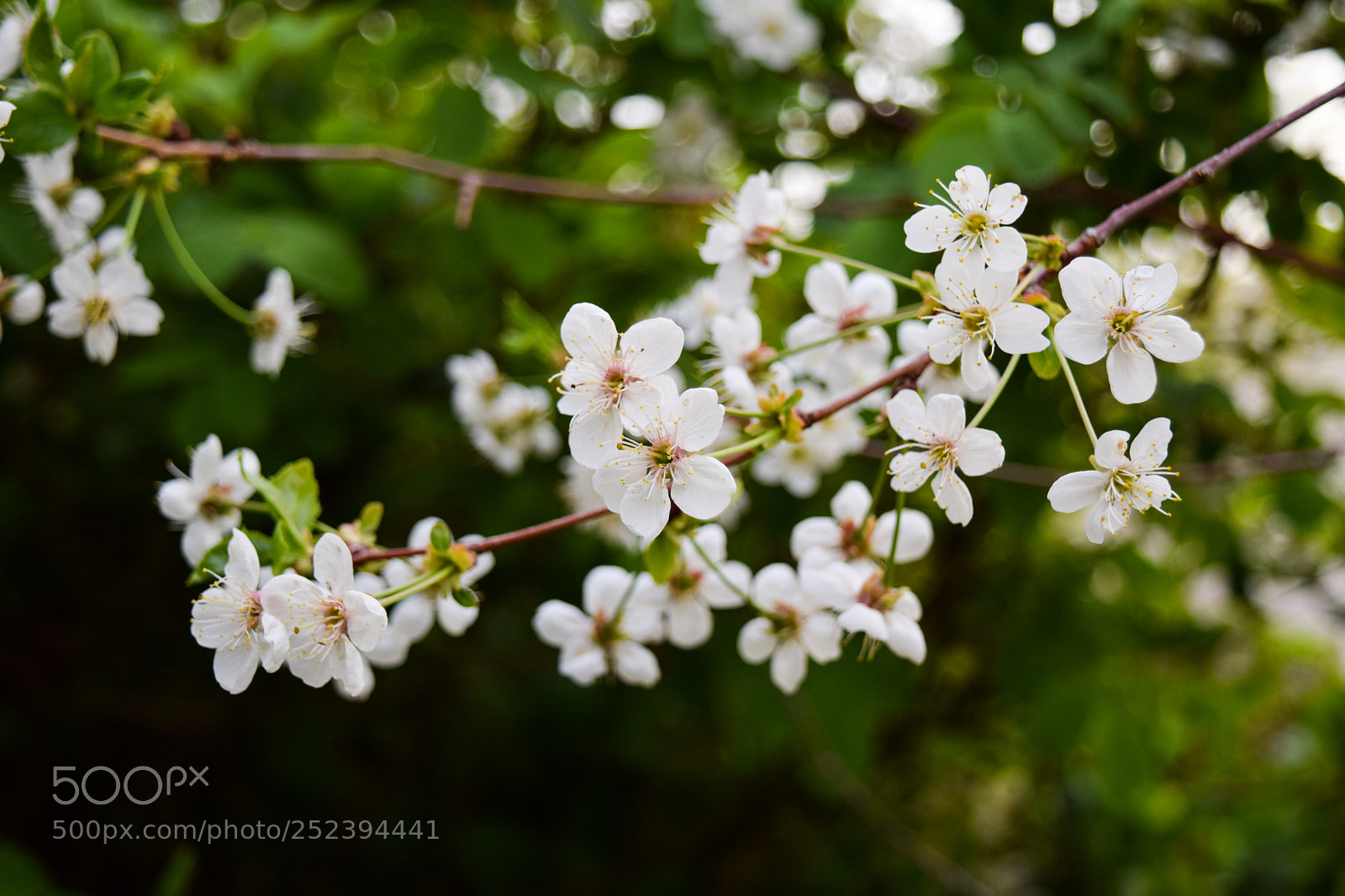Nikon D3300 sample photo. Cherry blossoms photography