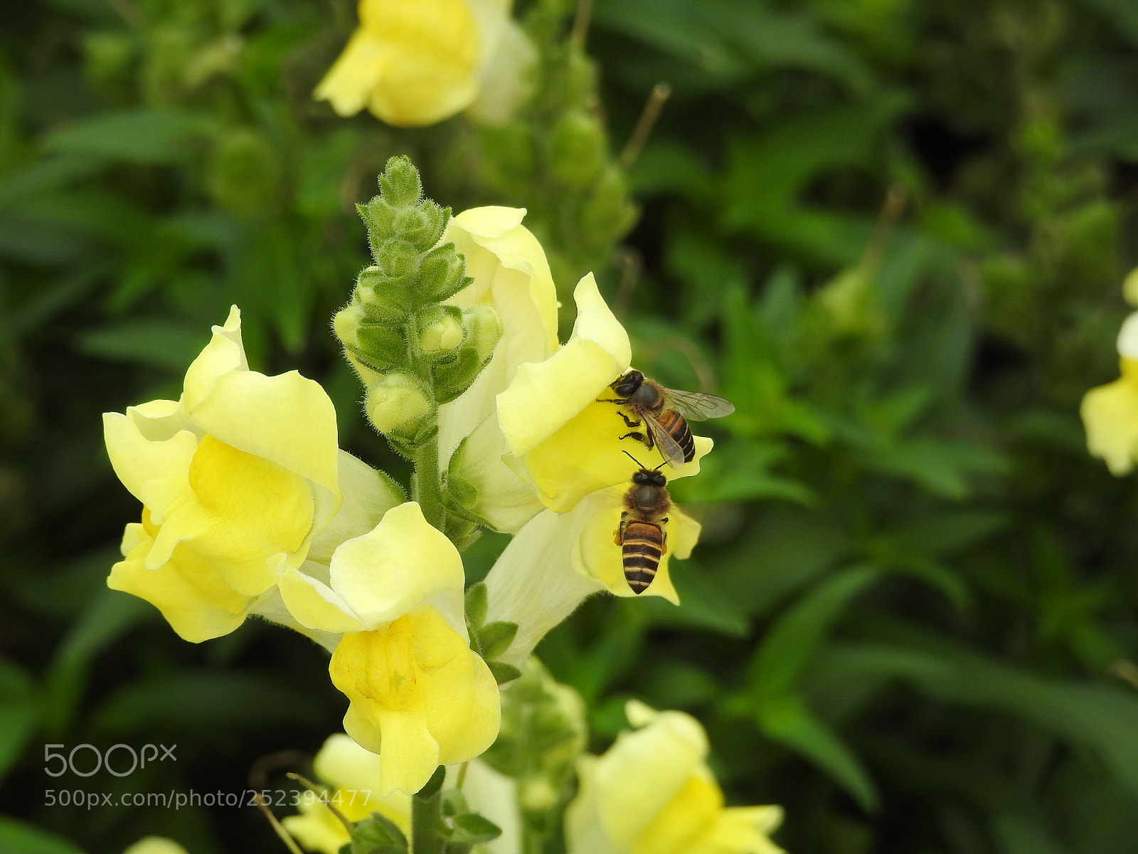 Nikon Coolpix P900 sample photo. Twins bee photography