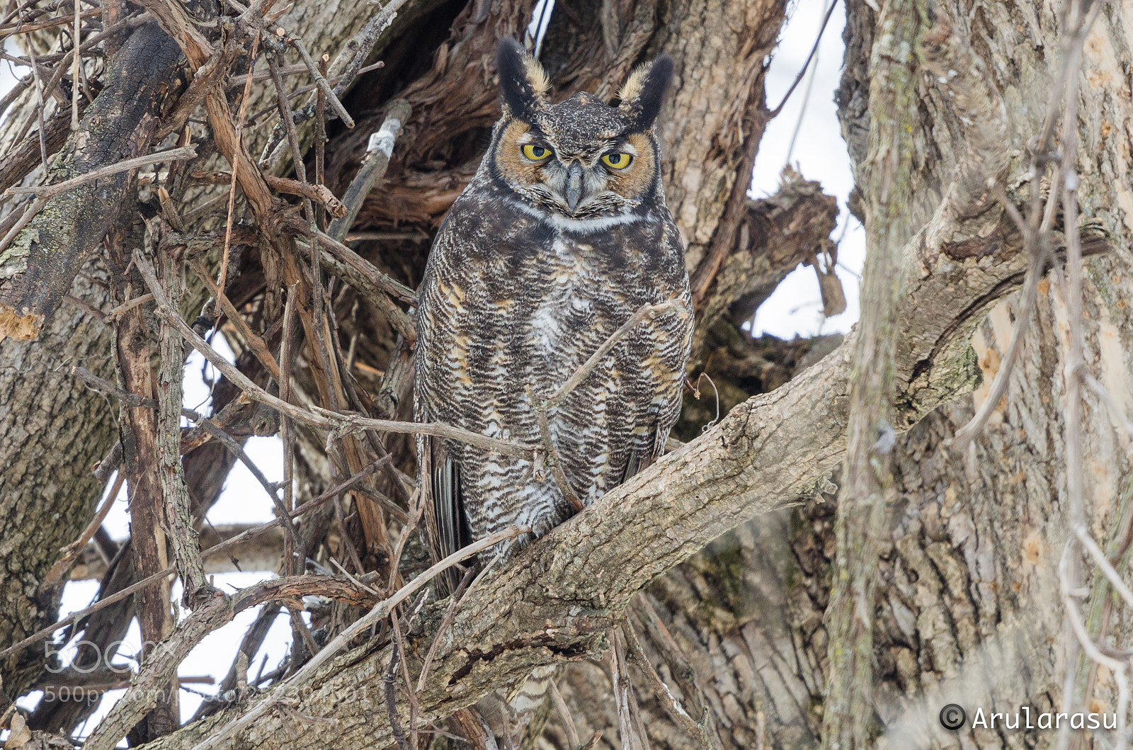 Nikon D7000 sample photo. Great horned owl photography