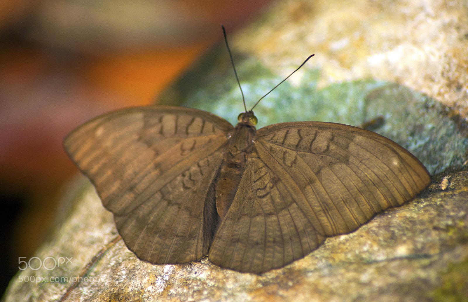 Nikon D90 sample photo. Tanaecia julii (female) photography