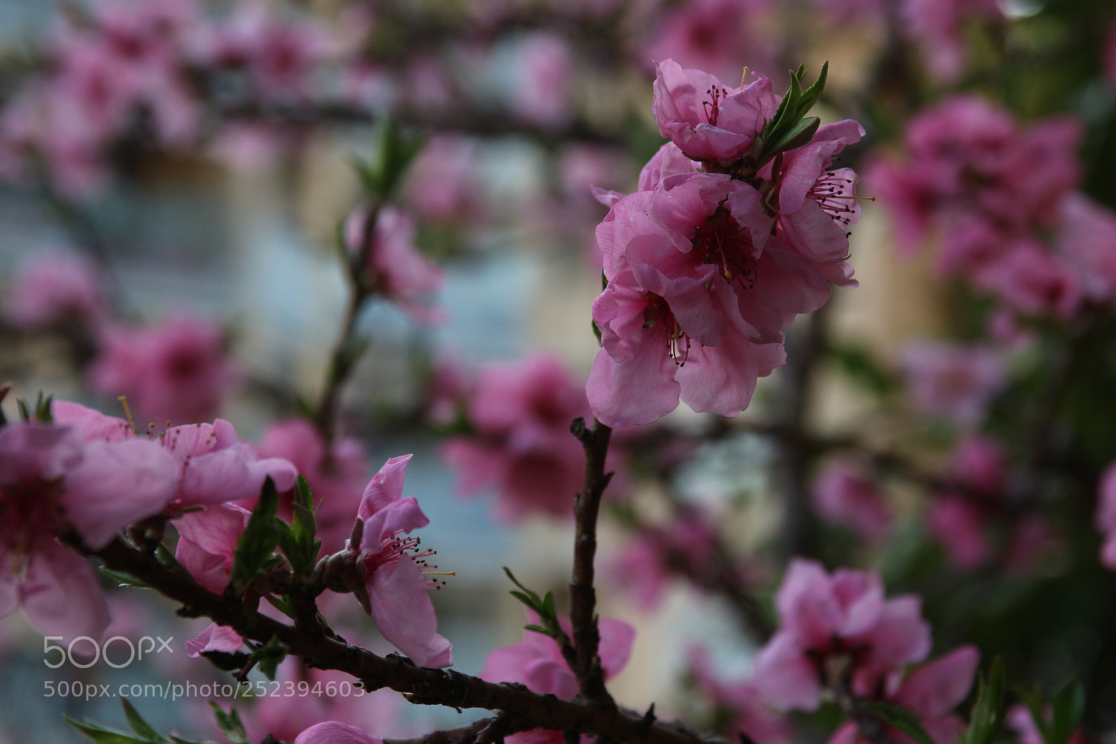 Canon EOS 100D (EOS Rebel SL1 / EOS Kiss X7) sample photo. Spring #1 photography