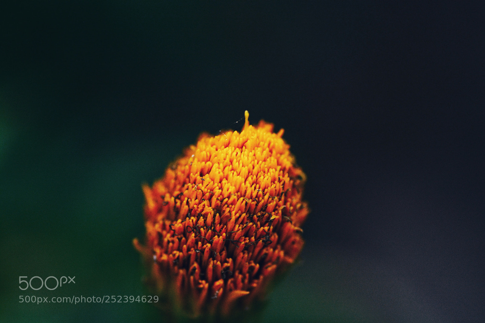 Nikon D7100 sample photo. Tttmm.tllncm photography