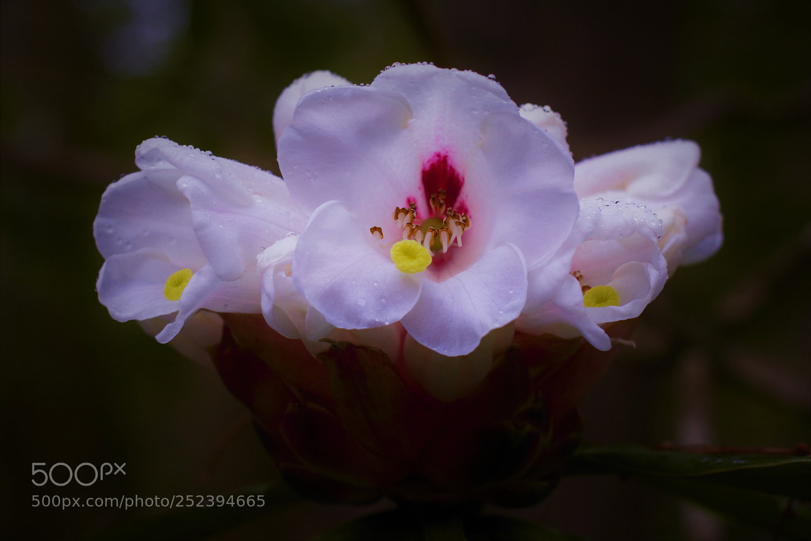 Canon EOS 60D sample photo. Rhododendron -- 杜鹃花 photography