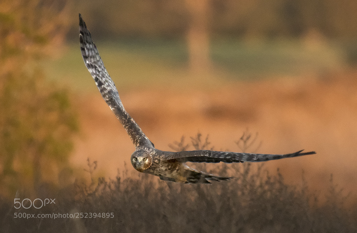 Nikon D500 sample photo. Northern harrier in the photography