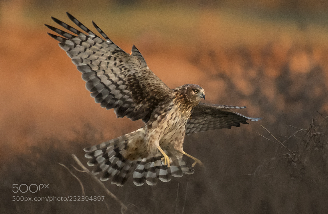 Nikon D500 sample photo. Northern harrier in the photography