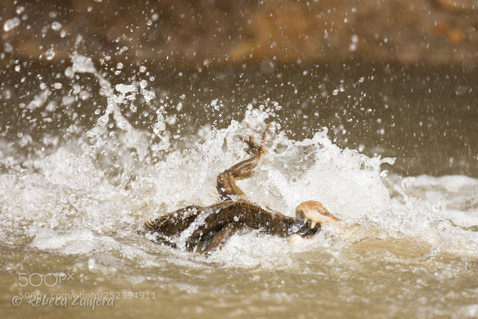 Nikon D7200 sample photo. Caiman catching an iguana photography