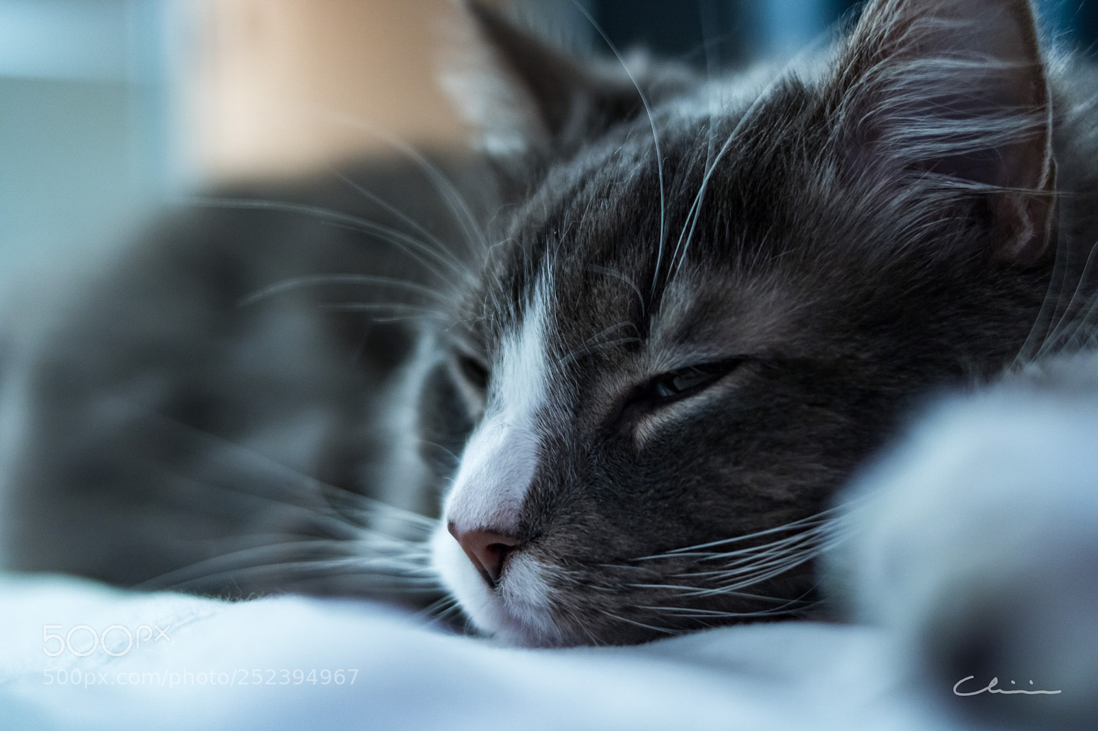 Canon EOS 750D (EOS Rebel T6i / EOS Kiss X8i) sample photo. My sleepy cat photography