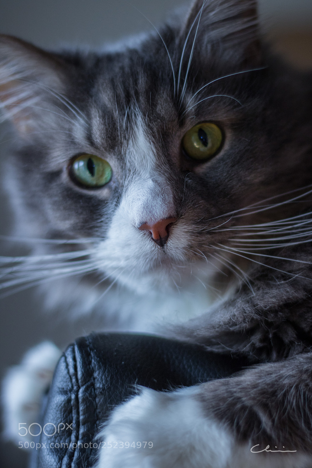 Canon EOS 750D (EOS Rebel T6i / EOS Kiss X8i) sample photo. Cat on chair photography