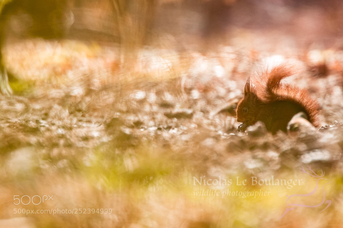 Canon EOS 80D sample photo. Squirrel  photography