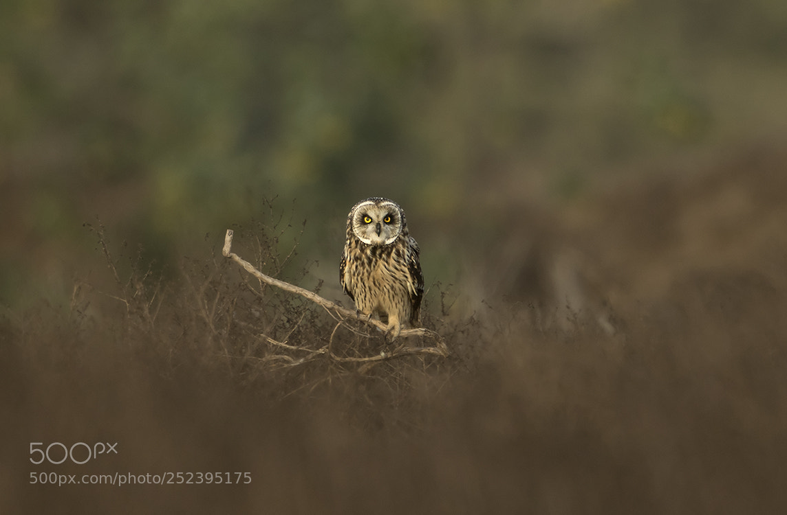 Canon EOS 7D Mark II sample photo. Short-eared owl photography