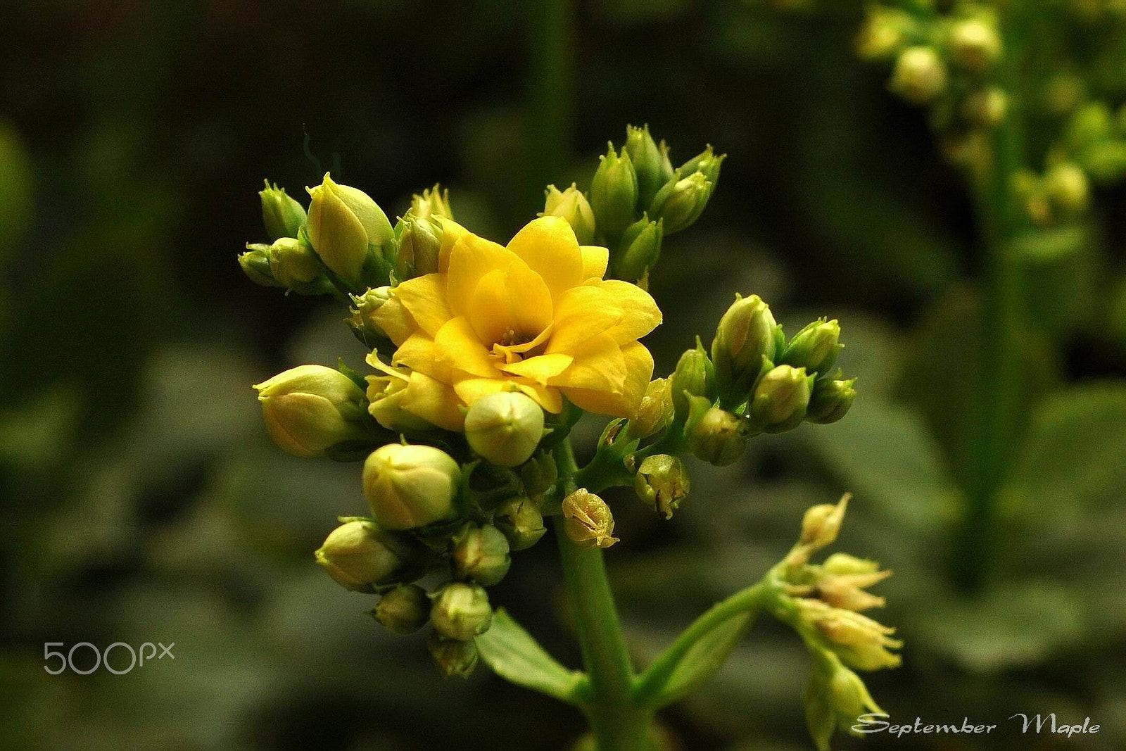 Nikon D90 + Nikon AF Nikkor 50mm F1.8D sample photo. 黄花初放 photography