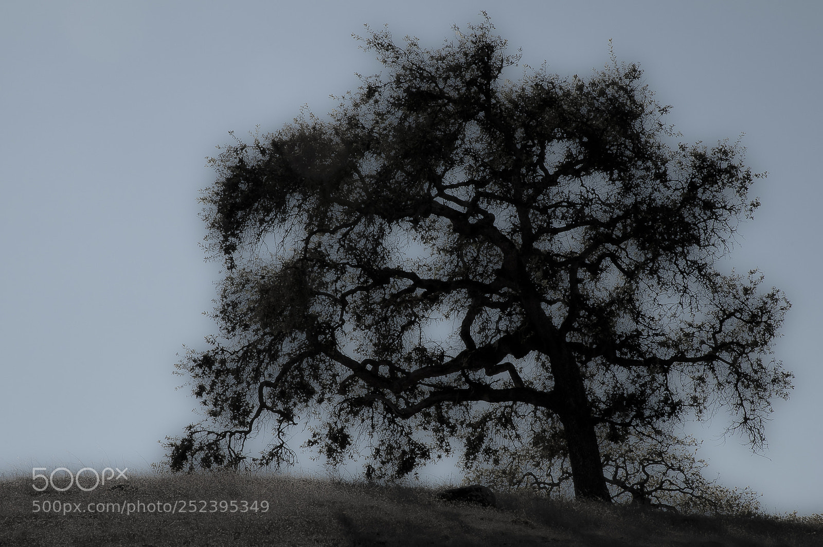 Nikon D300S sample photo. Oak tree photography