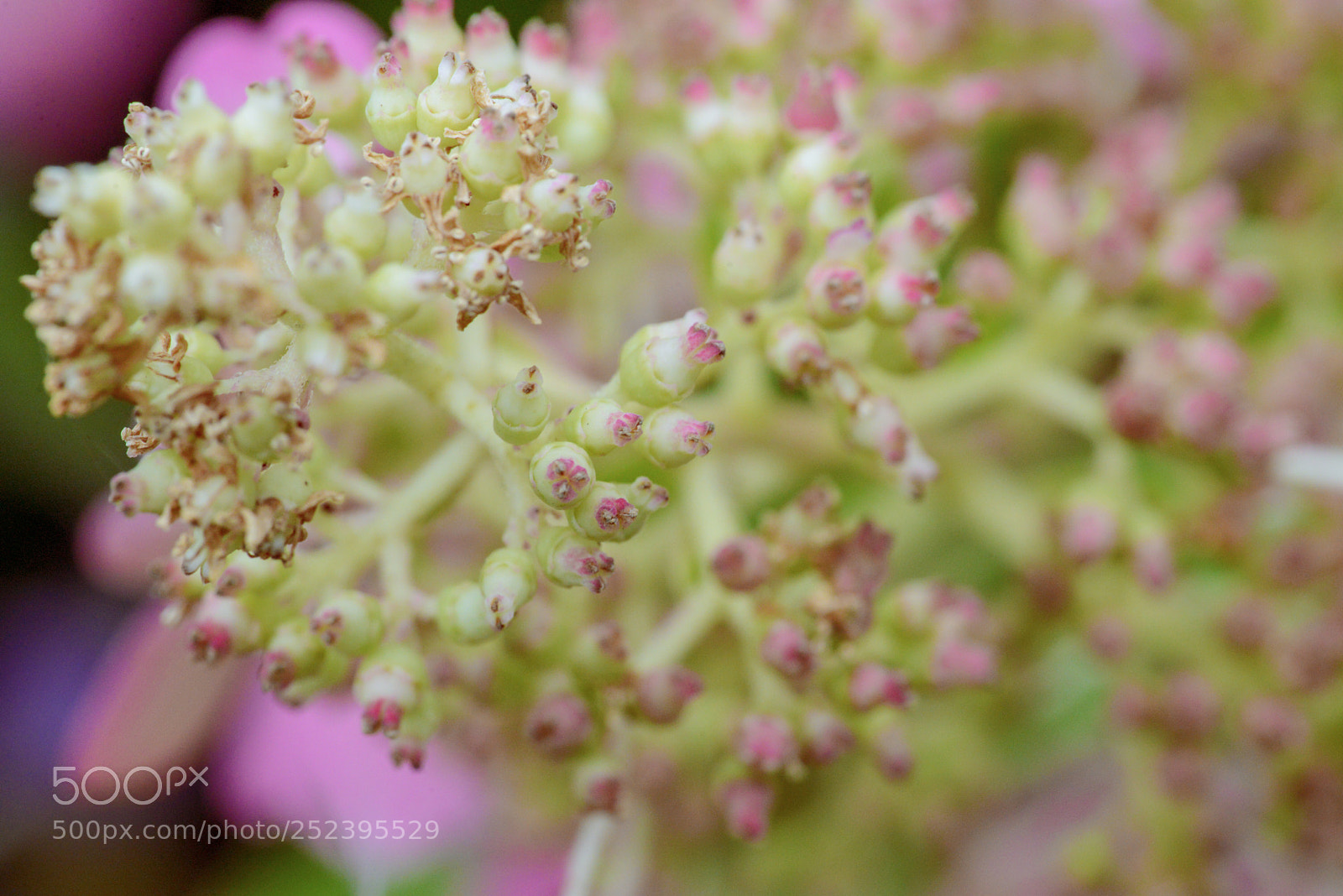 Nikon D600 sample photo. Depth of field  photography