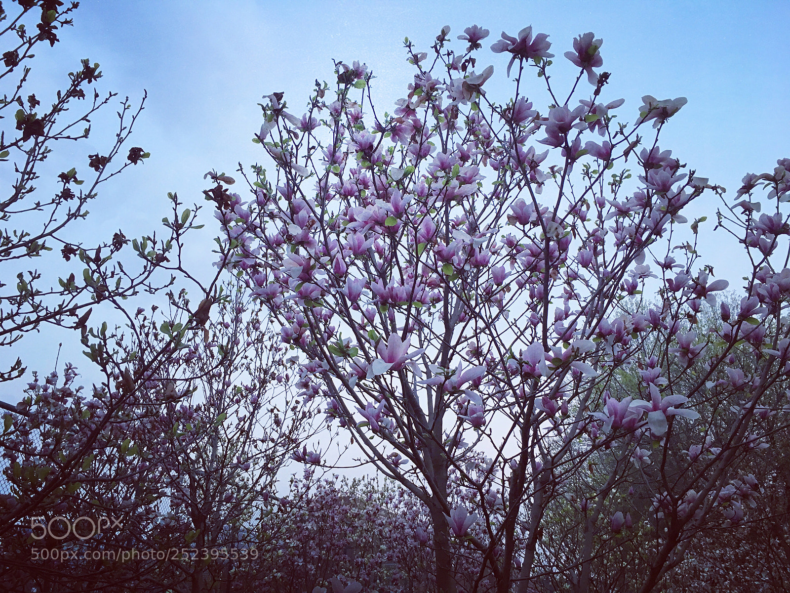 Apple iPhone 6s sample photo. Untitled photography