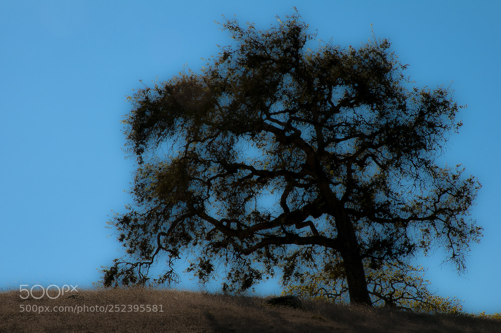 Nikon D300S sample photo. Oak tree 2 photography