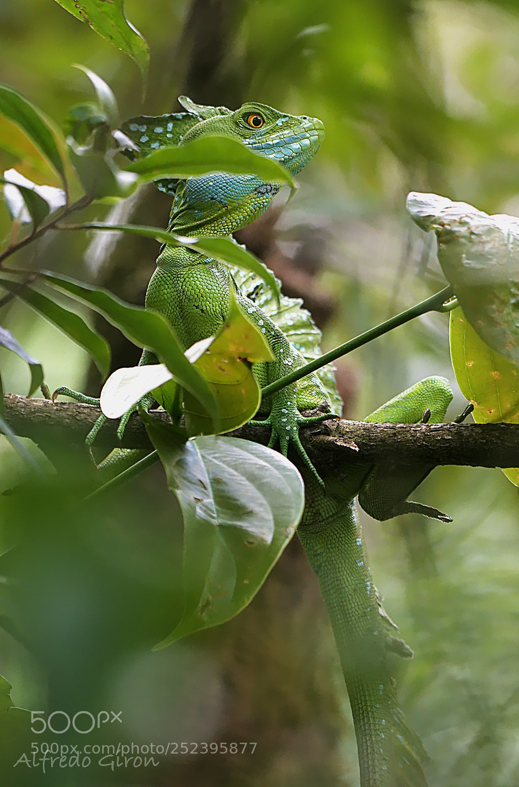 Nikon D500 sample photo. Green basilisk photography