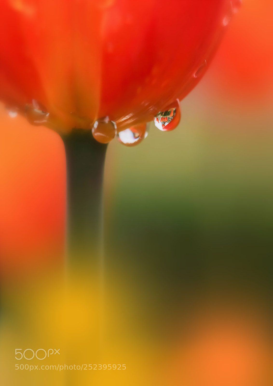 Canon EOS 5D Mark II sample photo. Spring rain photography