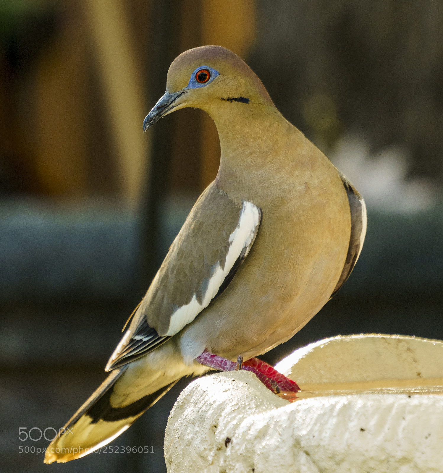 Sony a7R III sample photo. Dove in the evening photography