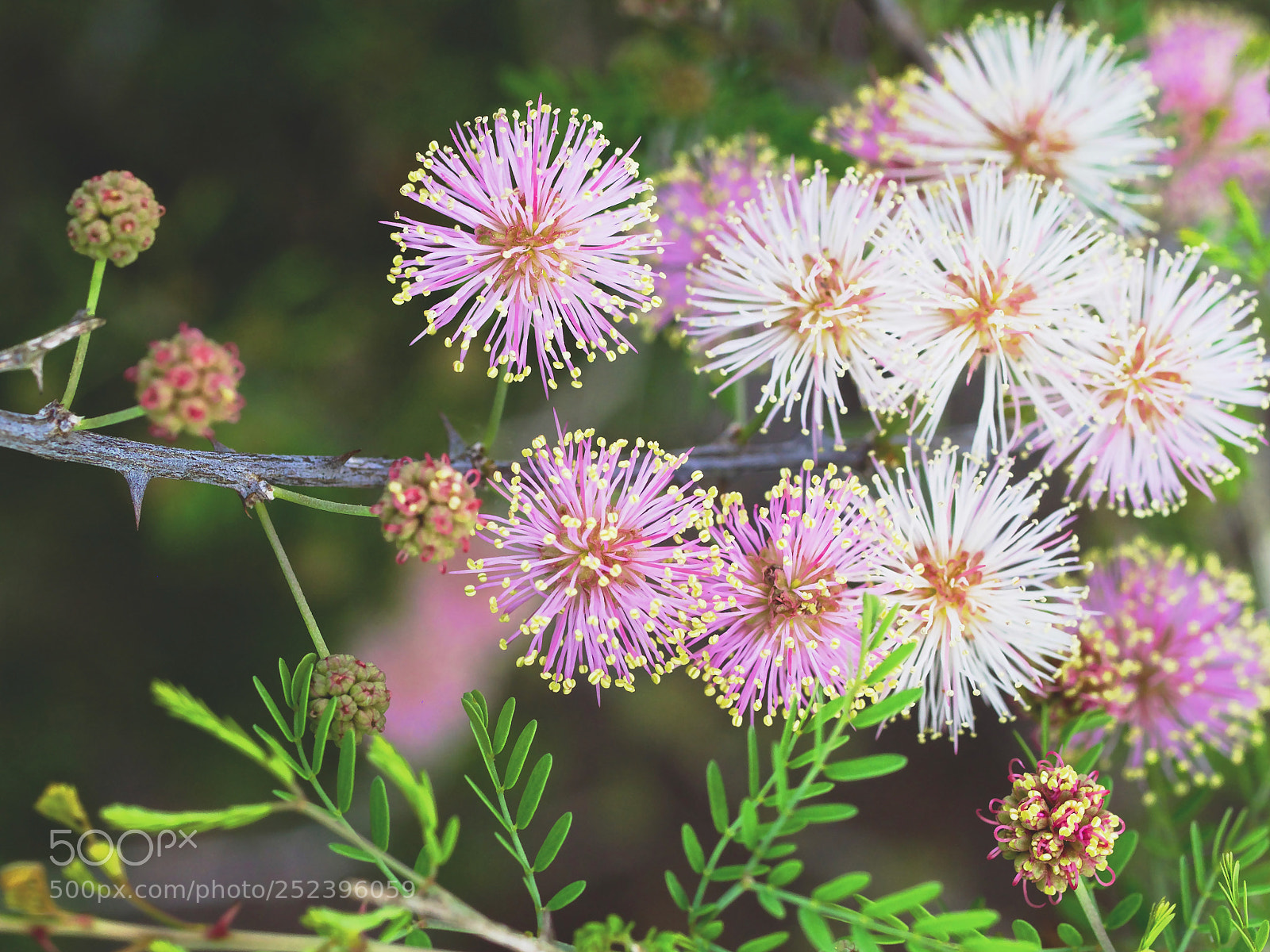Olympus OM-D E-M1 Mark II sample photo. Pink mimosa photography