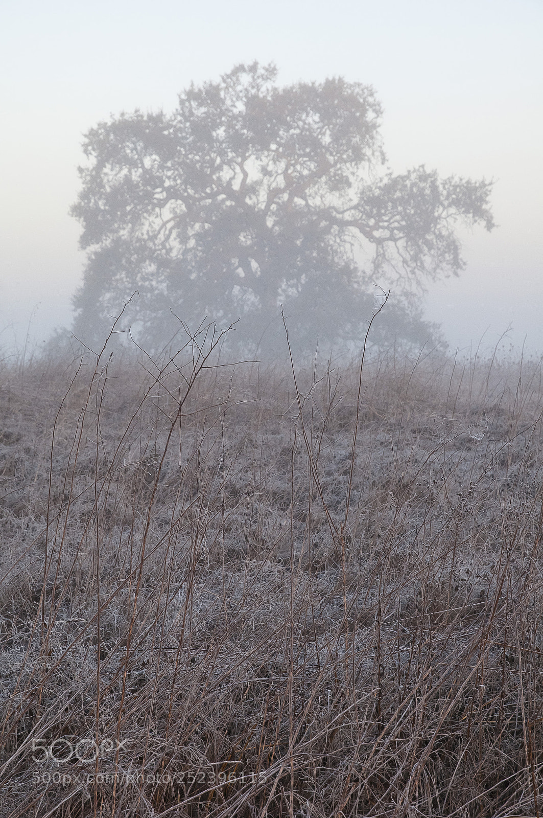 Nikon D300S sample photo. Morning tree photography