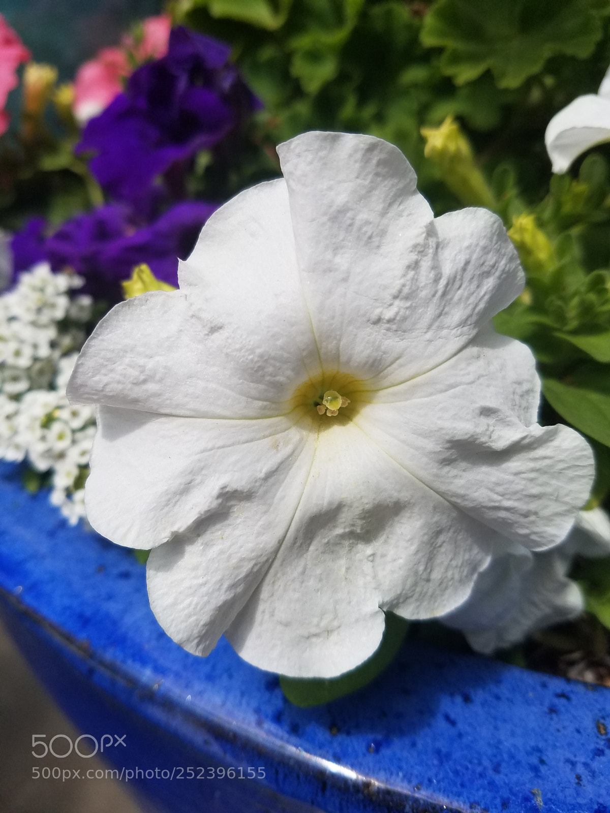 Samsung Galaxy S7 Edge sample photo. Ready for honey? photography