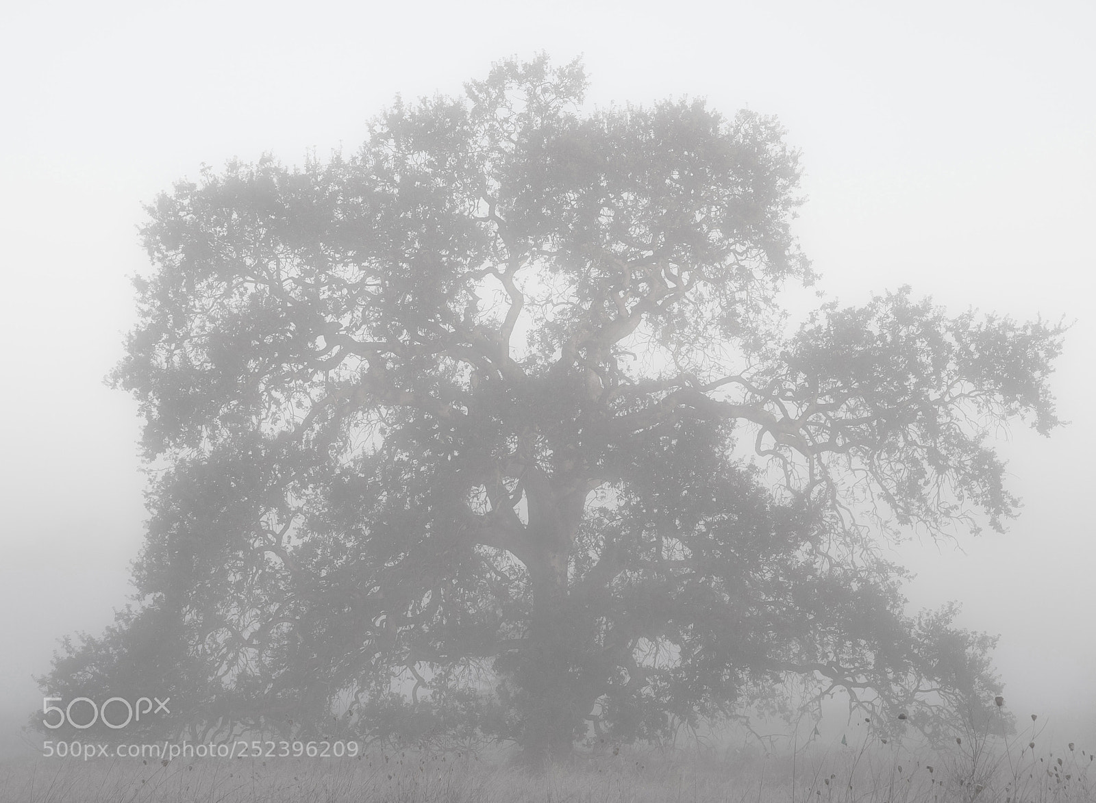 Nikon D300S sample photo. Morning tree 2 photography