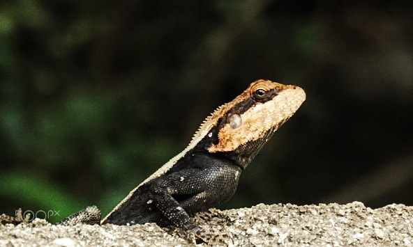 Sony a6300 sample photo. Lizard  photography