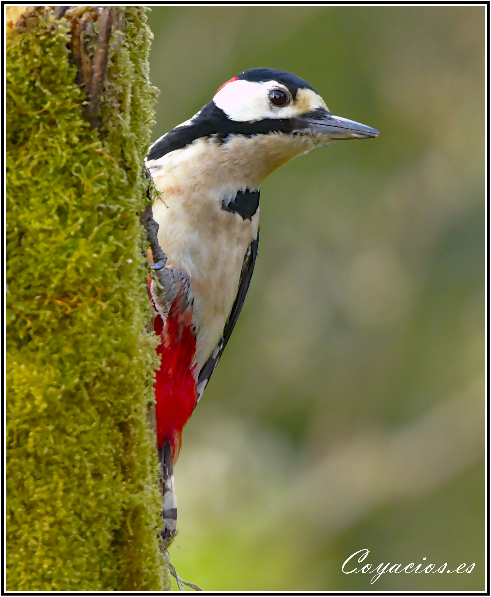 Canon EOS 7D Mark II sample photo. Pico picapinos ♂ (dendrocopos major) photography