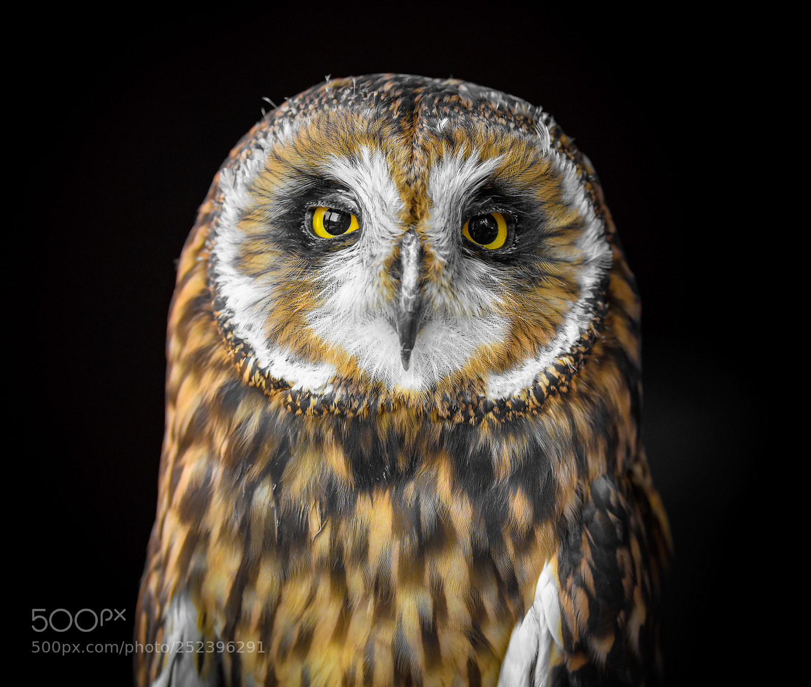 Nikon D500 sample photo. Stunning owl photography