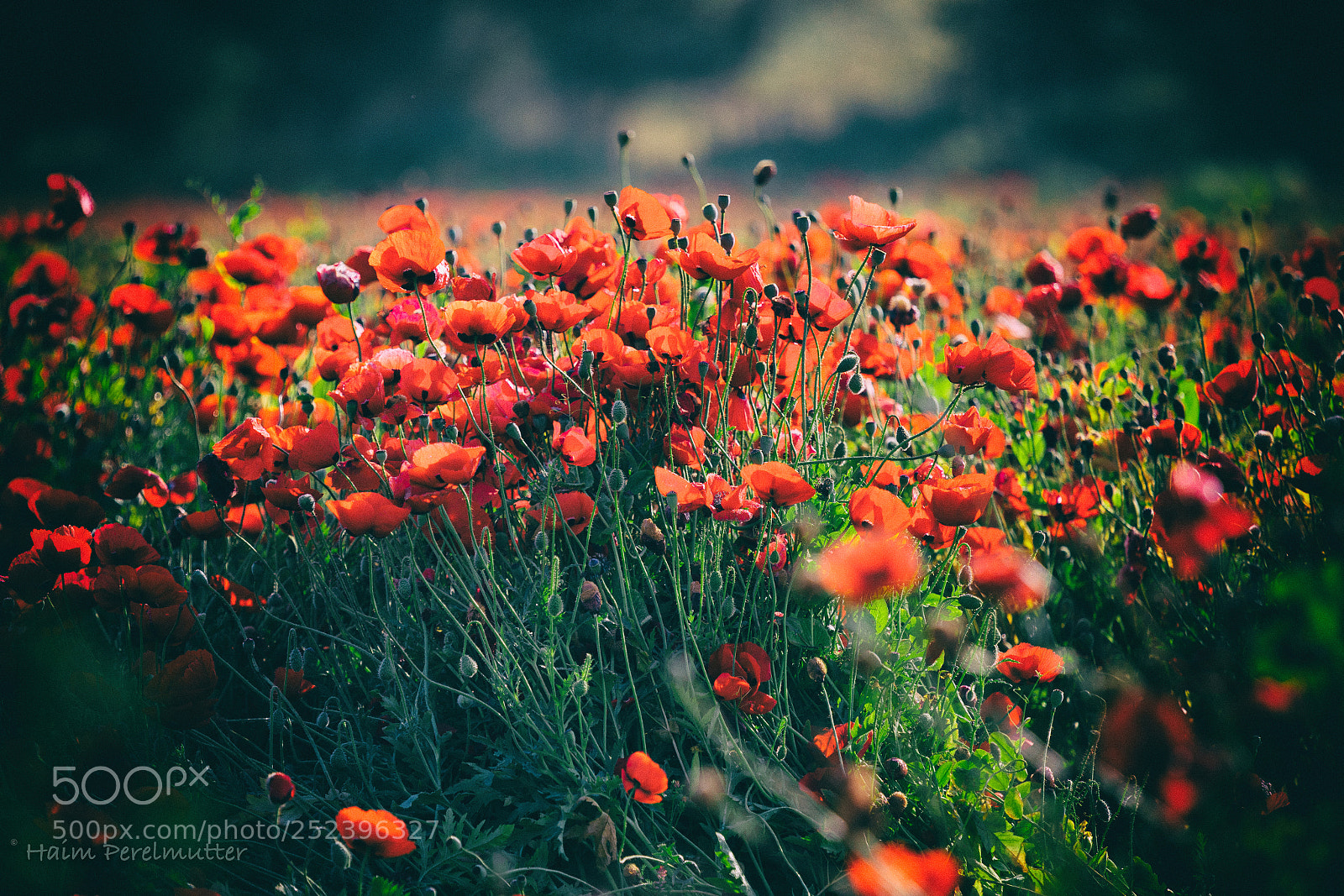 Canon EOS 5D Mark IV sample photo. Poppies photography