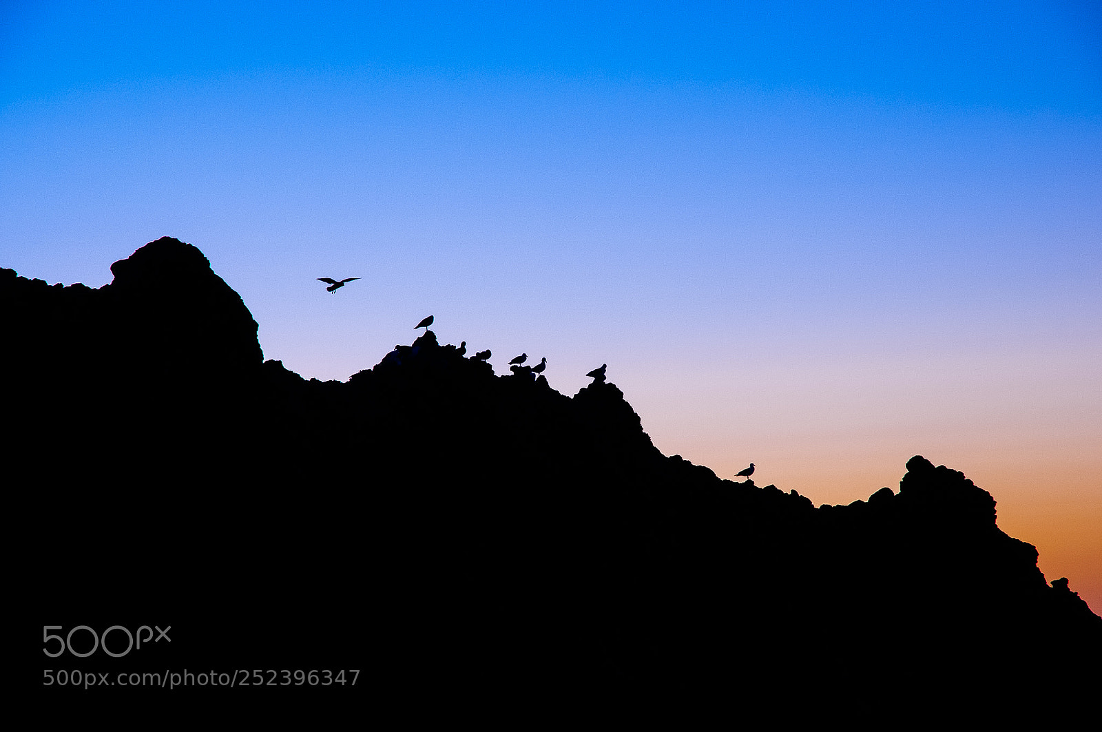 Nikon D300S sample photo. Bird profiles photography