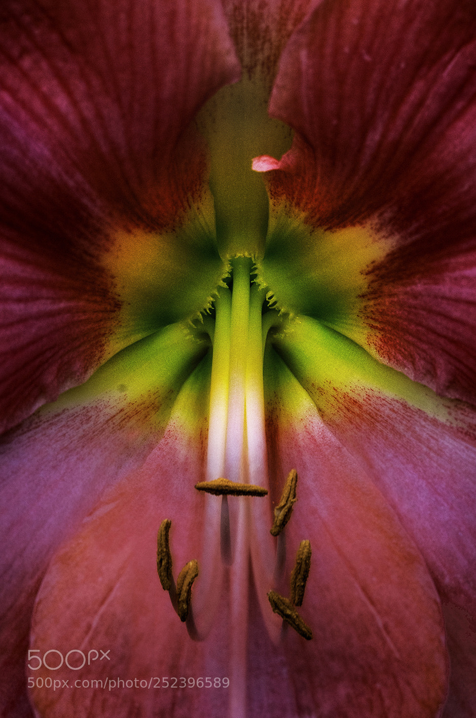 Pentax K-5 sample photo. Gipeastrum photography