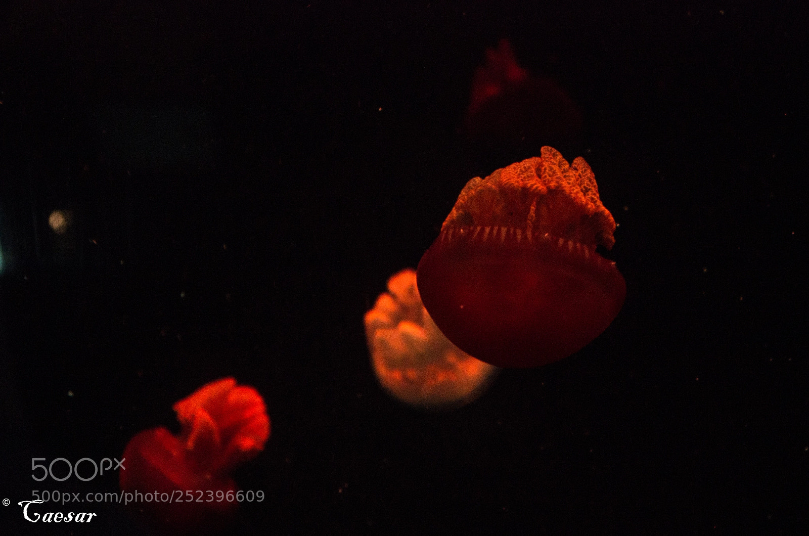 Pentax K-5 II sample photo. Jellyfish in flight photography