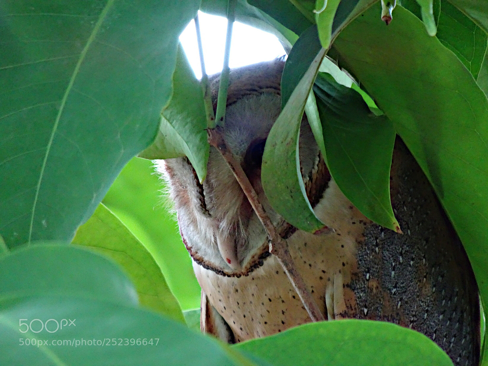 Sony Cyber-shot DSC-HX90V sample photo. Barn owl photography