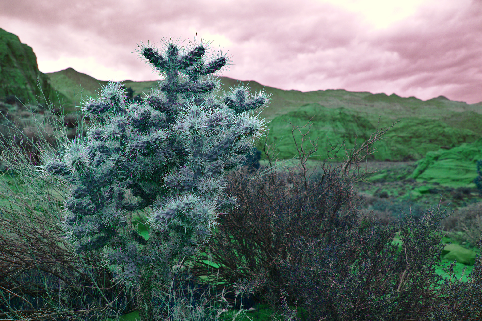 Canon EOS 550D (EOS Rebel T2i / EOS Kiss X4) sample photo. Snow canyon cholla photography