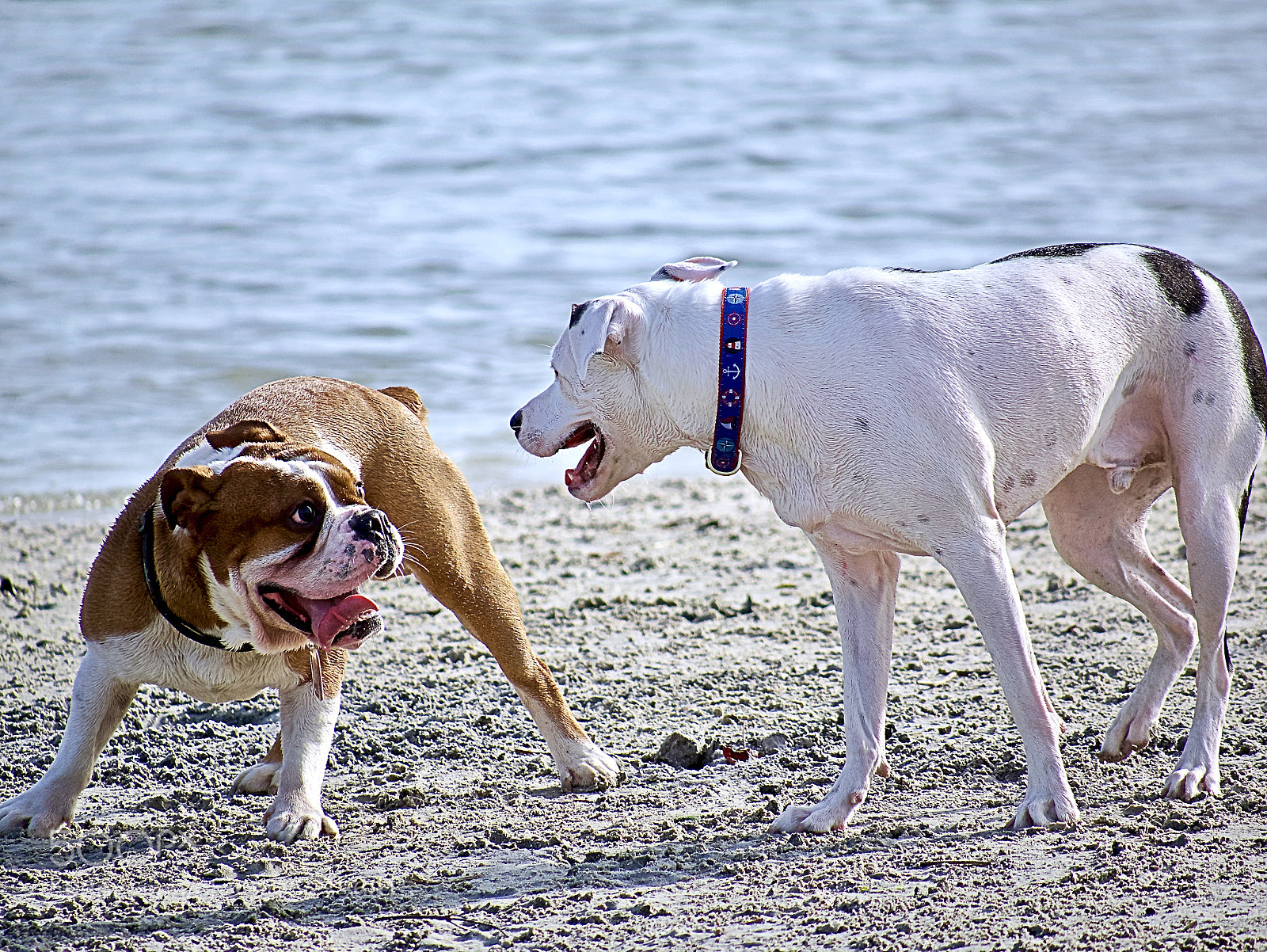 Panasonic Lumix DMC-G85 (Lumix DMC-G80) sample photo. Dogs at play photography