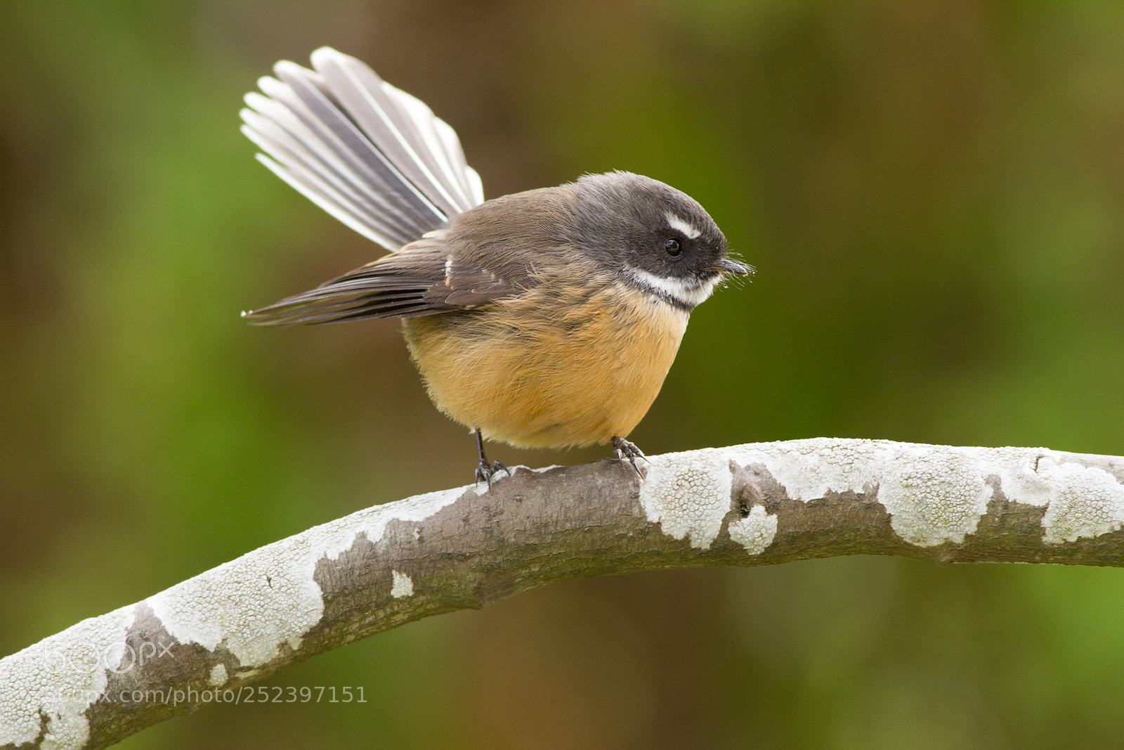 Canon EOS 7D sample photo. Backyard fantail photography